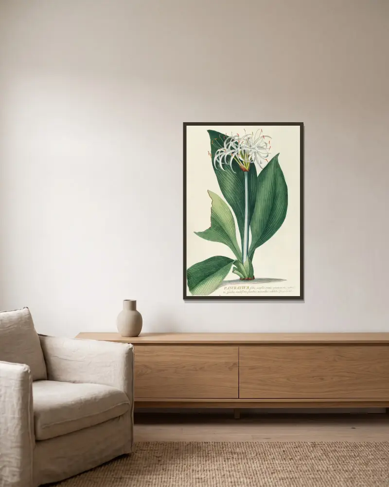 Pancratium II av Georg Dionysius Ehret inramad på en vägg