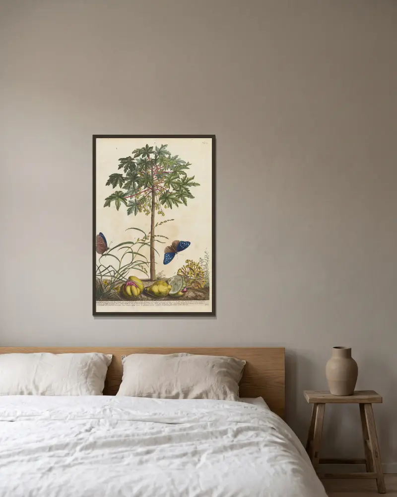 Papaya av Georg Dionysius Ehret inramad på en vägg