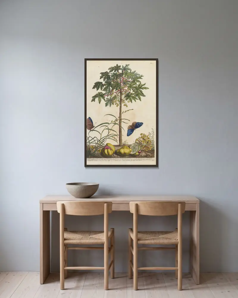 Papaya av Georg Dionysius Ehret inramad på en vägg