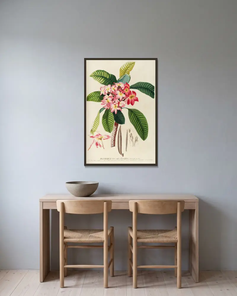 Plumeria, 1750 av Georg Dionysius Ehret inramad på en vägg