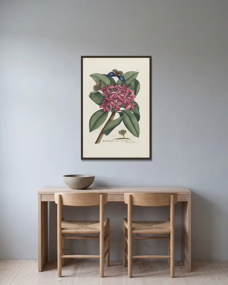 Plumeria, 1748, Georg Dionysius Ehret v rámu na stěně