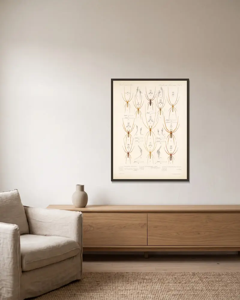Spinnen und andere Arachniden, Tafel 02 von Frederick DuCane Godman gerahmt an einer Wand