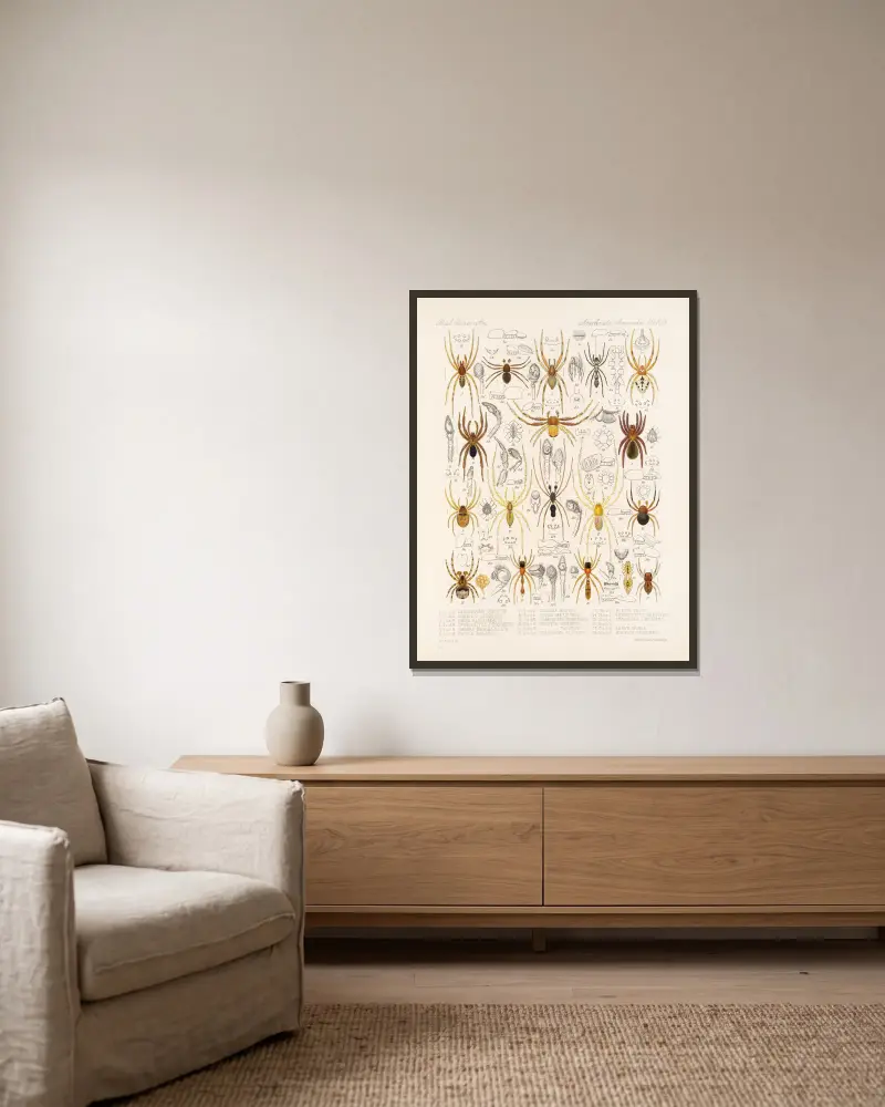 Arachnida Araneidea Pl 19 von Frederick DuCane Godman gerahmt an einer Wand