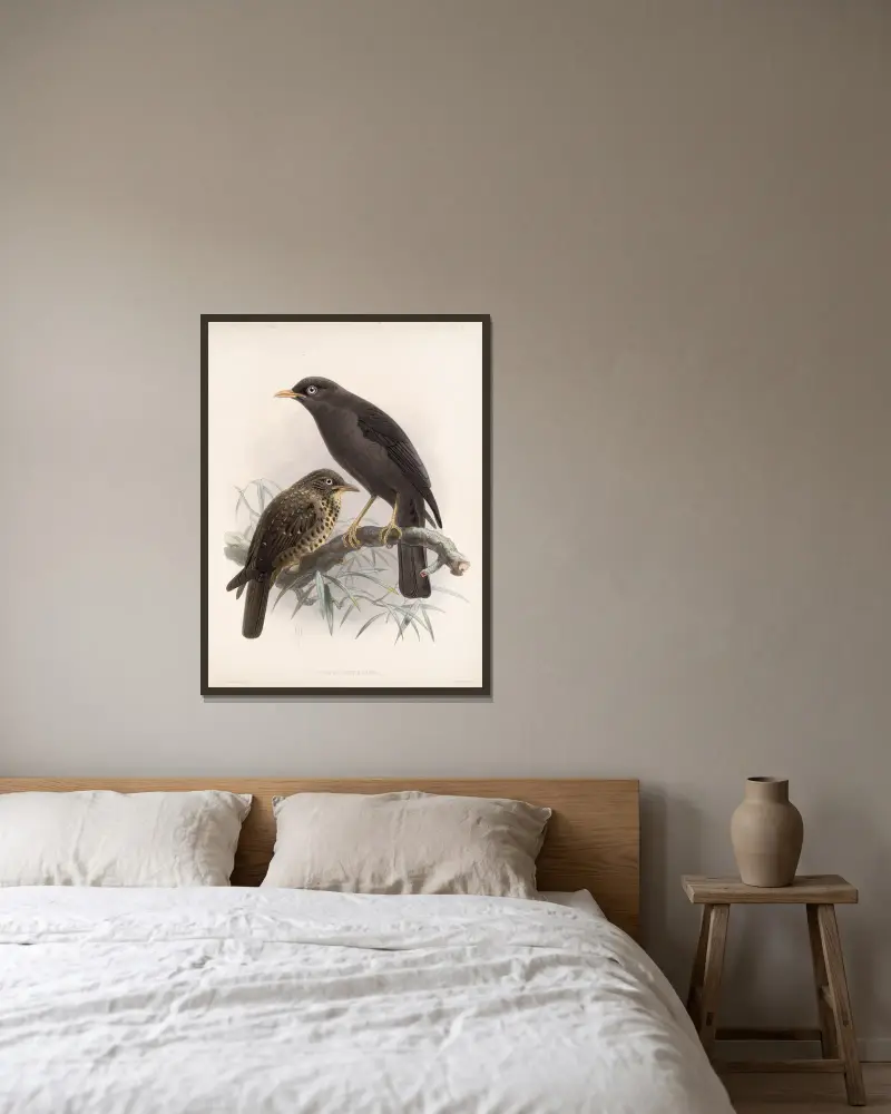 Aves Pl 04 av Frederick DuCane Godman inramad på en vägg