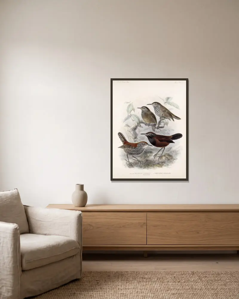 Aves Pl 06 von Frederick DuCane Godman gerahmt an einer Wand