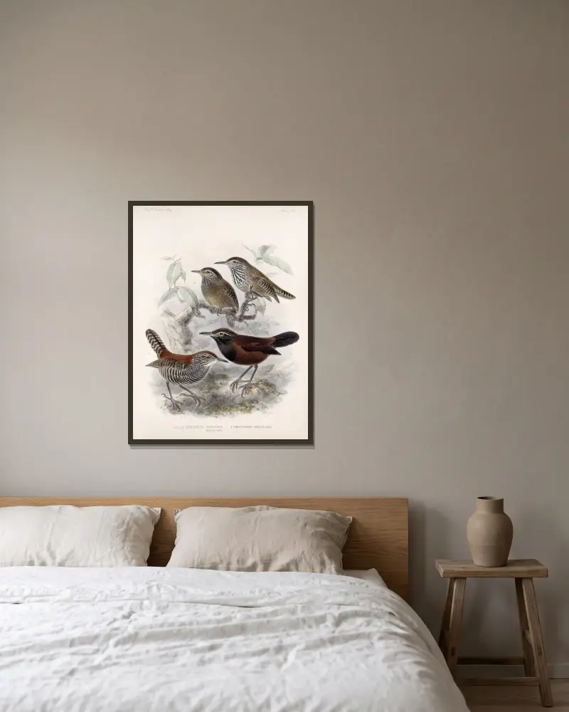 Aves Pl 06 von Frederick DuCane Godman gerahmt an einer Wand