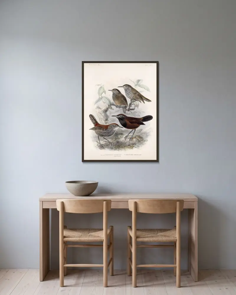Aves Pl 06 von Frederick DuCane Godman gerahmt an einer Wand
