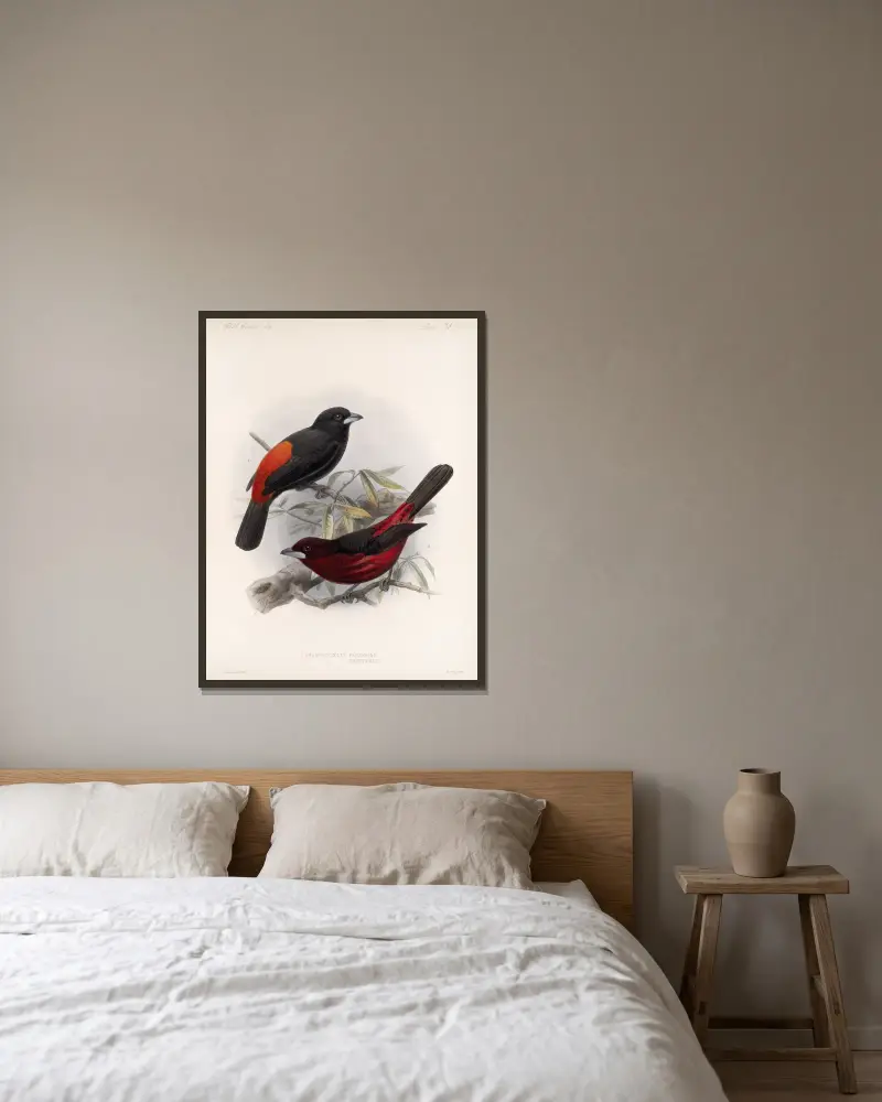 Aves Tafel 19 von Frederick DuCane Godman gerahmt an einer Wand