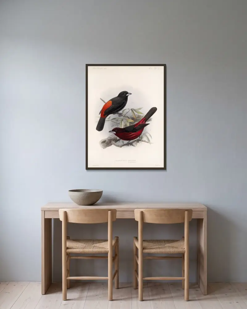 Aves Tafel 19 von Frederick DuCane Godman gerahmt an einer Wand