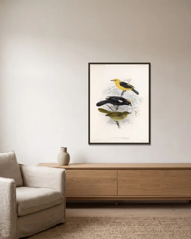 Aves Tafel 22 von Frederick DuCane Godman gerahmt an einer Wand