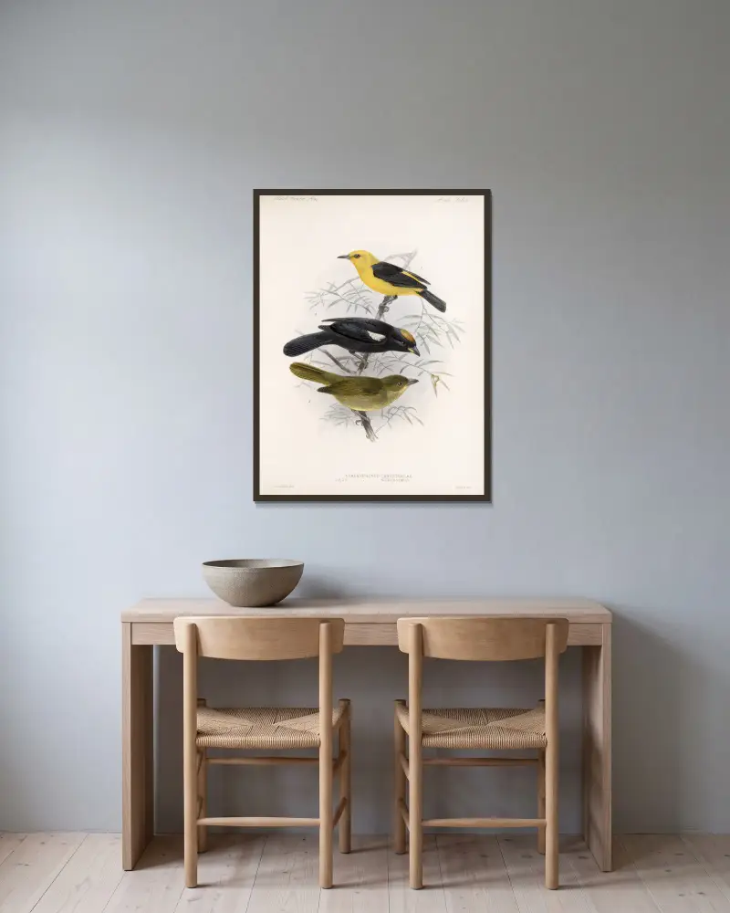 Aves Tafel 22 von Frederick DuCane Godman gerahmt an einer Wand