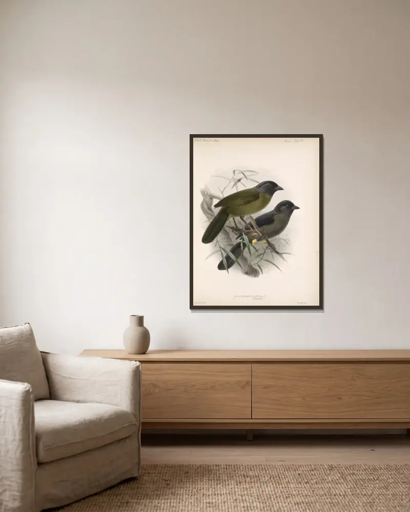 Aves Taf. 24 von Frederick DuCane Godman gerahmt an einer Wand