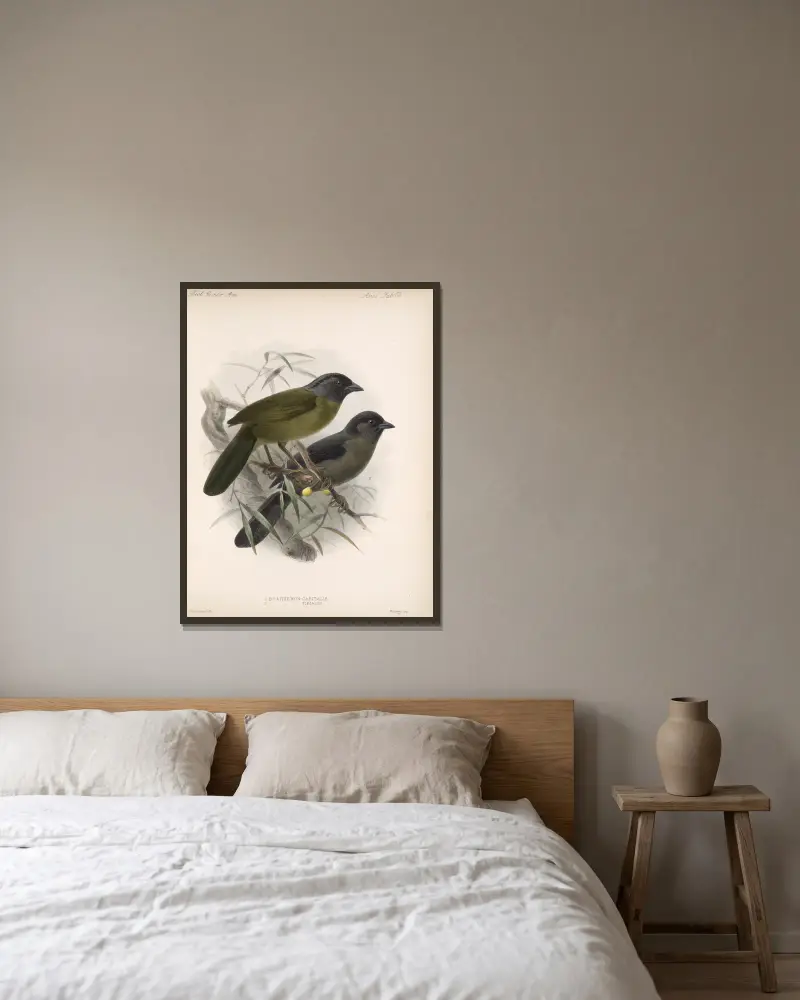 Aves Taf. 24 von Frederick DuCane Godman gerahmt an einer Wand