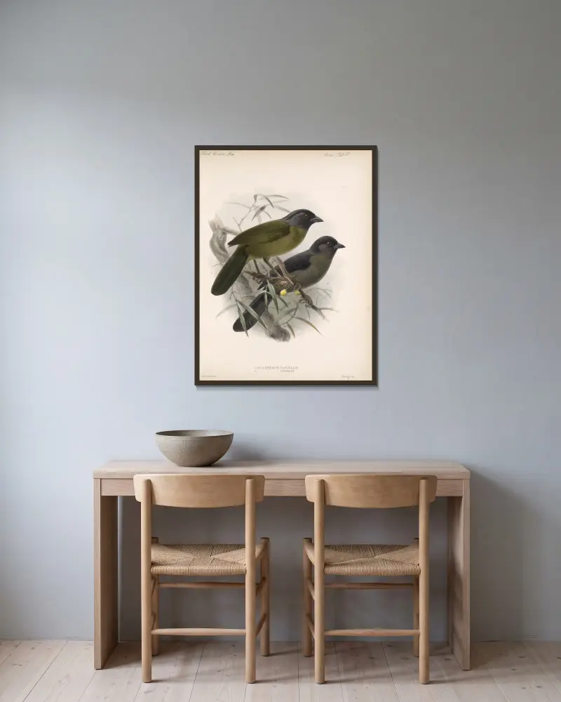 Aves Taf. 24 von Frederick DuCane Godman gerahmt an einer Wand