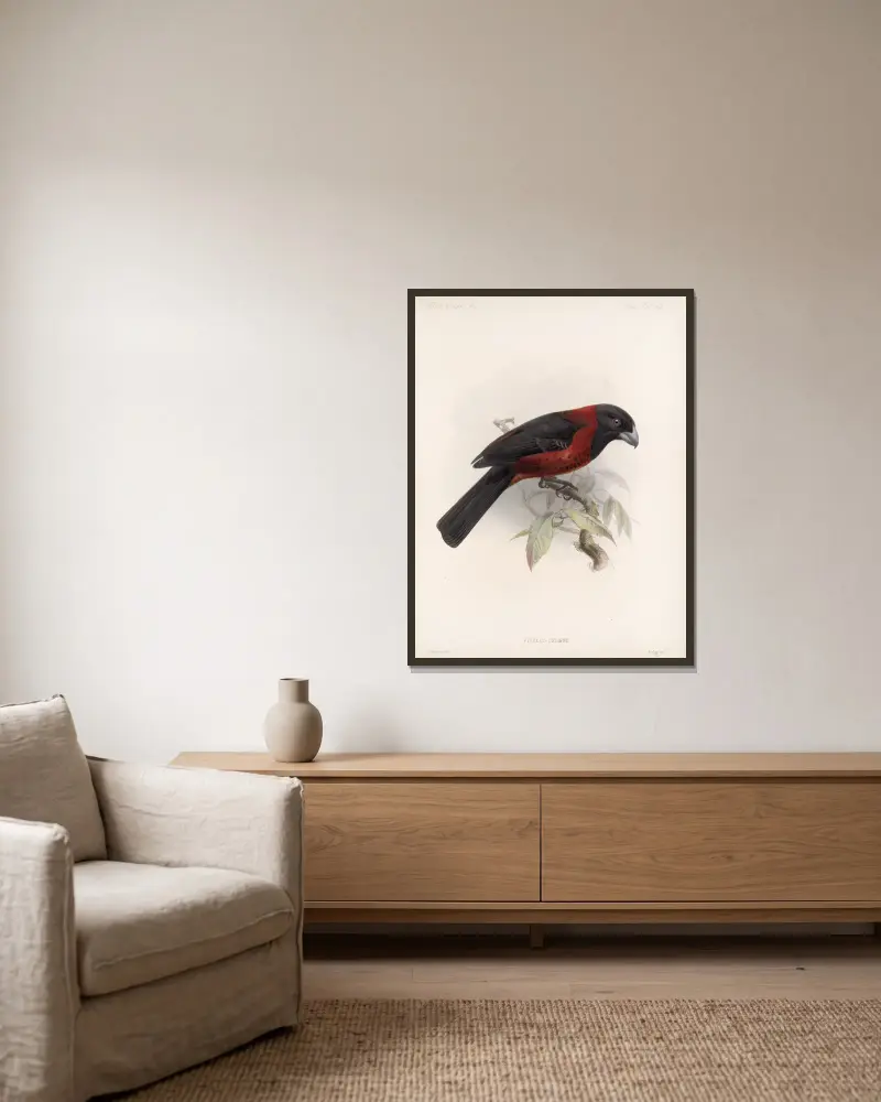 Aves Pl 25 von Frederick DuCane Godman gerahmt an einer Wand