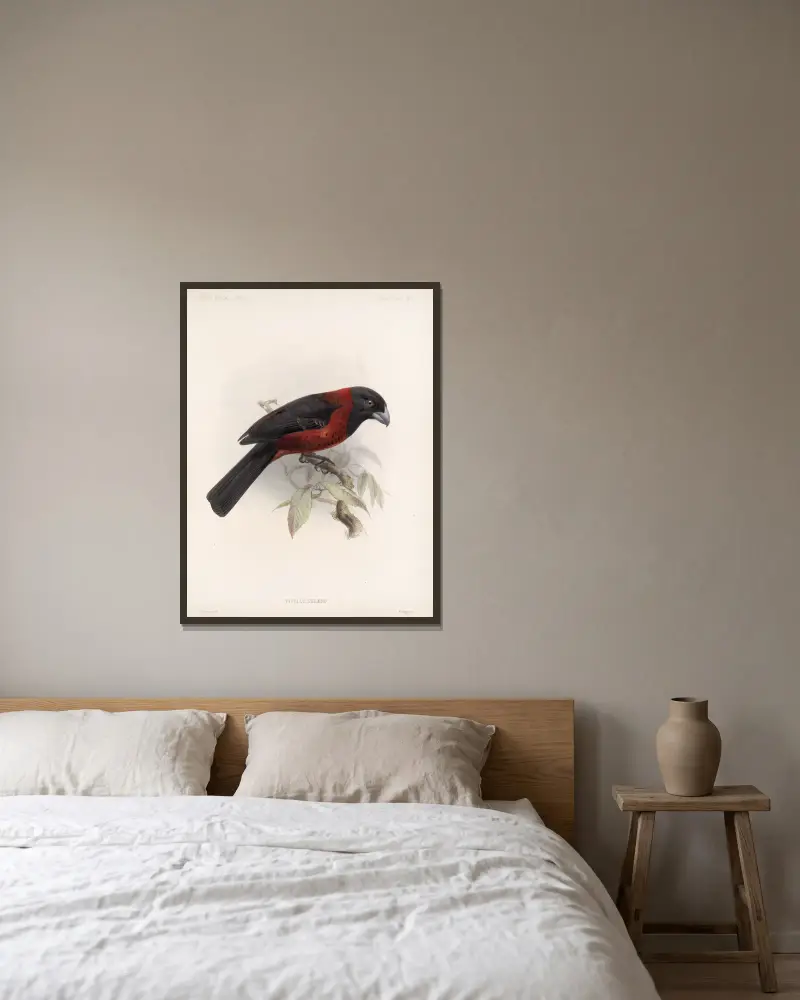 Aves Pl 25 von Frederick DuCane Godman gerahmt an einer Wand