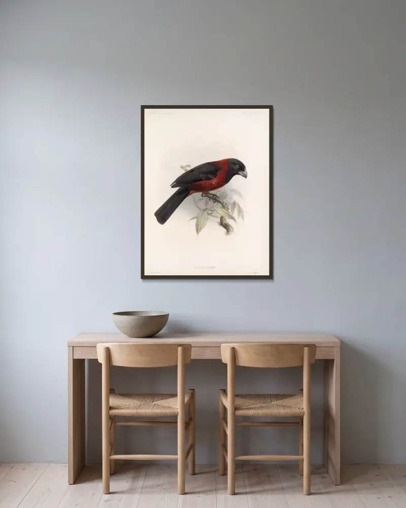Aves Pl 25 von Frederick DuCane Godman gerahmt an einer Wand