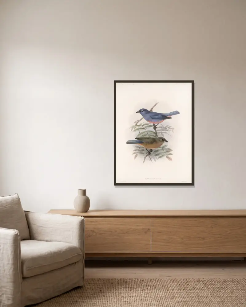 Aves Tafel 26 von Frederick DuCane Godman gerahmt an einer Wand