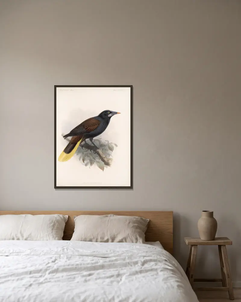 Aves Pl 33 von Frederick DuCane Godman gerahmt an einer Wand
