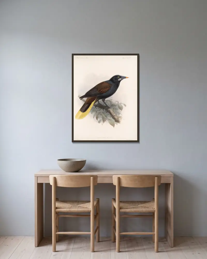 Aves Pl 33 von Frederick DuCane Godman gerahmt an einer Wand