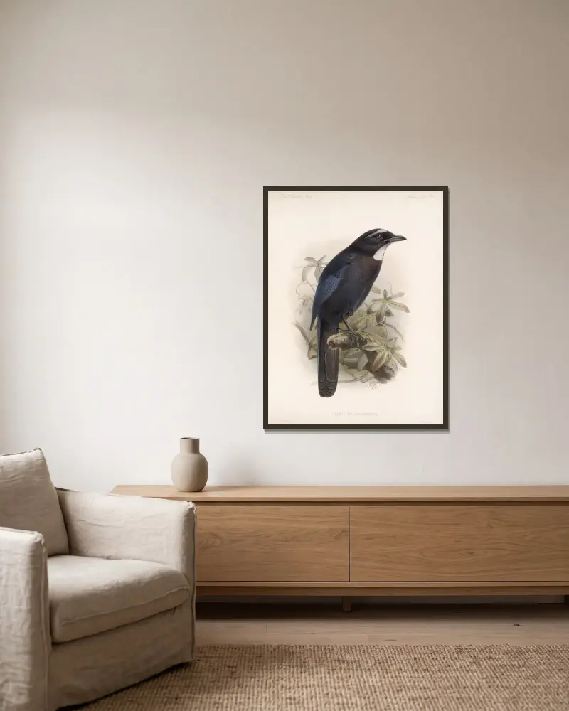 Aves Pl 35 von Frederick DuCane Godman gerahmt an einer Wand
