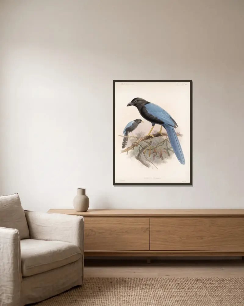 Aves Pl 36 av Frederick DuCane Godman inramad på en vägg