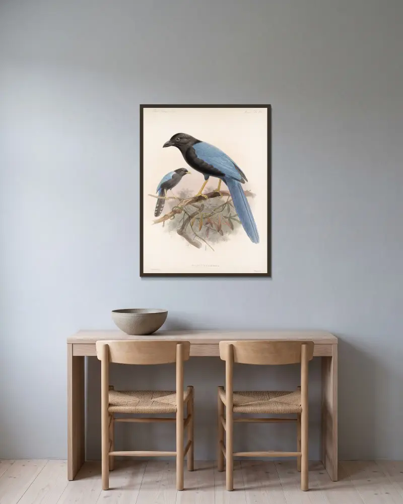 Aves Pl 36 av Frederick DuCane Godman inramad på en vägg