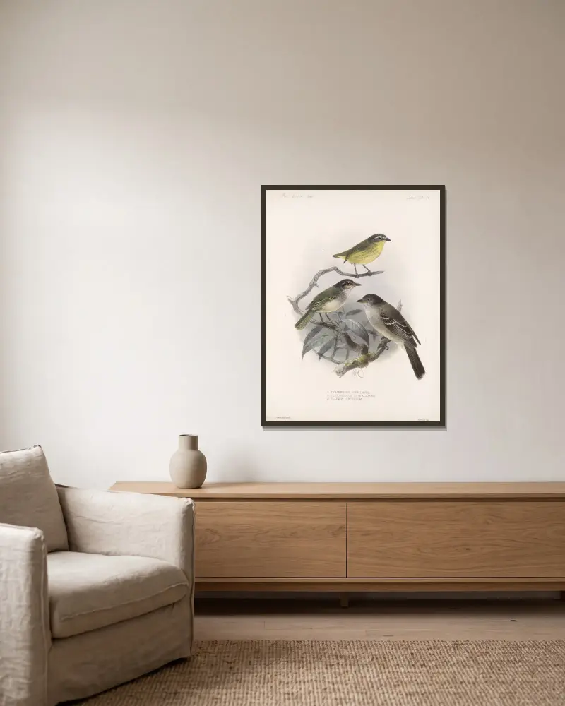 Aves Pl 37, Frederick DuCane Godman v rámu na stěně