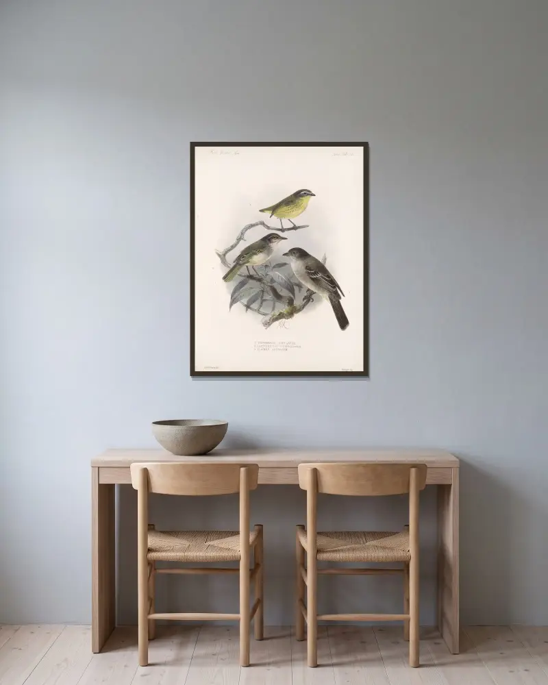 Aves Pl 37, Frederick DuCane Godman v rámu na stěně