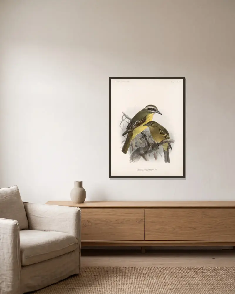 Aves Pl. 39 von Frederick DuCane Godman gerahmt an einer Wand