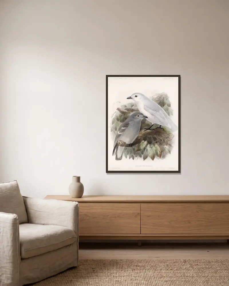 Aves Pl 43 von Frederick DuCane Godman gerahmt an einer Wand