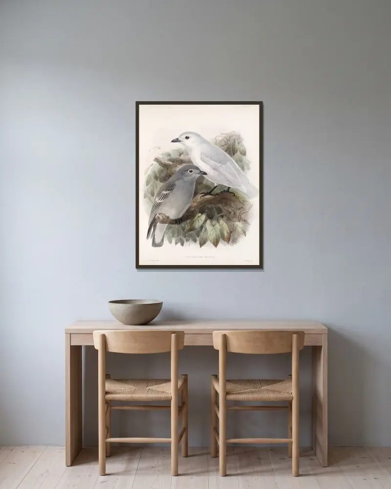 Aves Pl 43 von Frederick DuCane Godman gerahmt an einer Wand