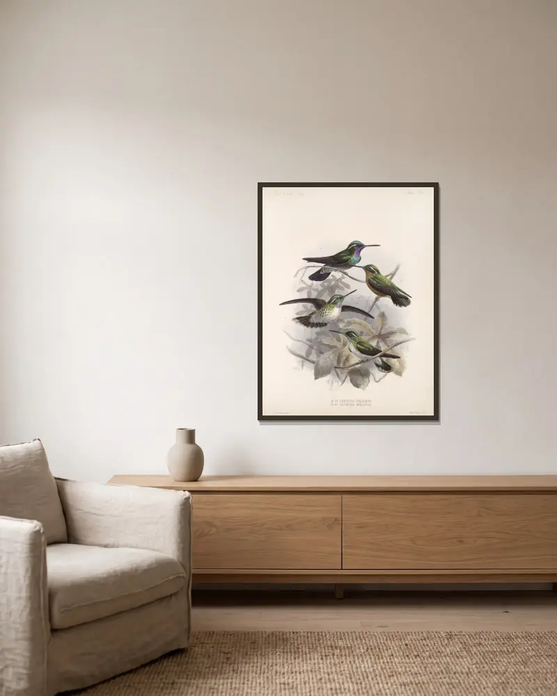 Aves Pl 55, Frederick DuCane Godman v rámu na stěně