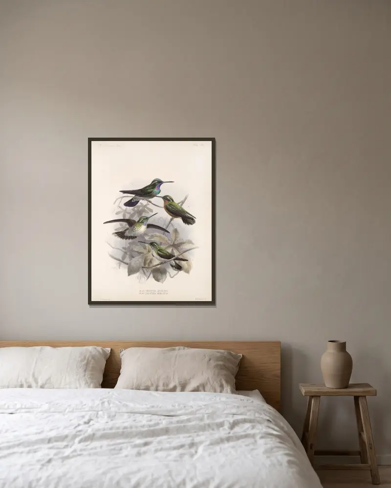 Aves Pl 55, Frederick DuCane Godman v rámu na stěně