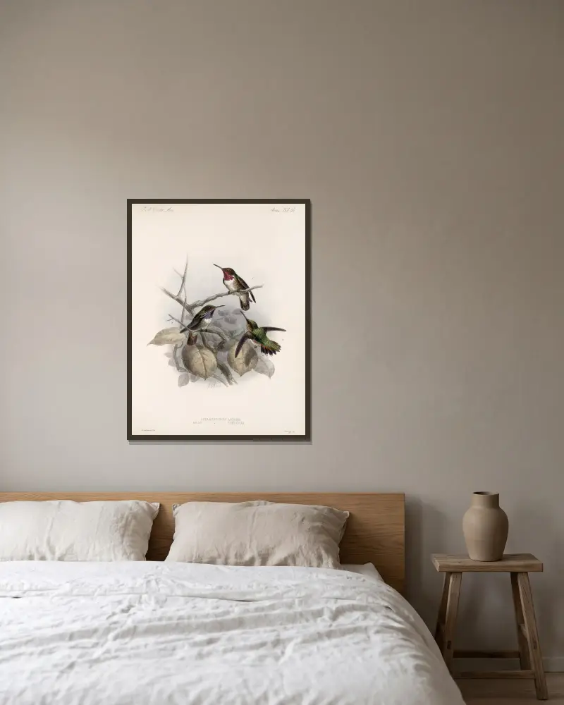 Aves Pl 58 av Frederick DuCane Godman inramad på en vägg