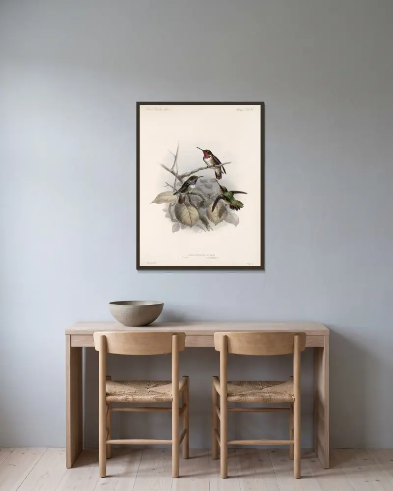 Aves Pl 58 av Frederick DuCane Godman inramad på en vägg