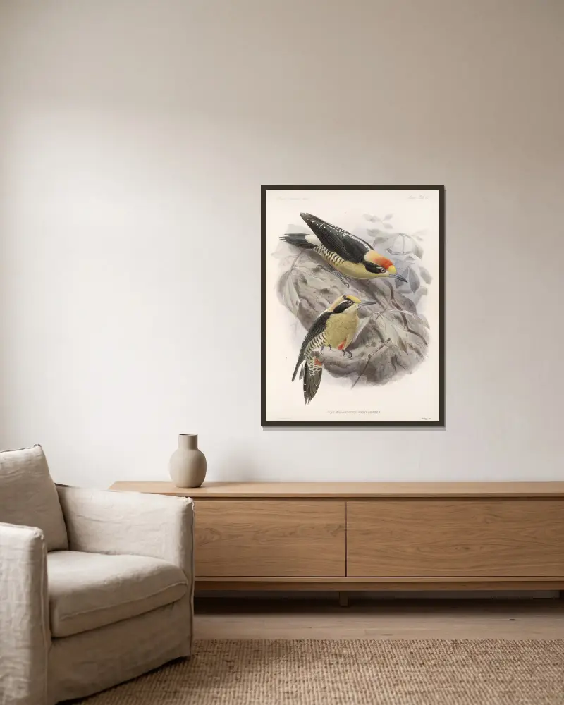 Aves Pl 65 von Frederick DuCane Godman gerahmt an einer Wand