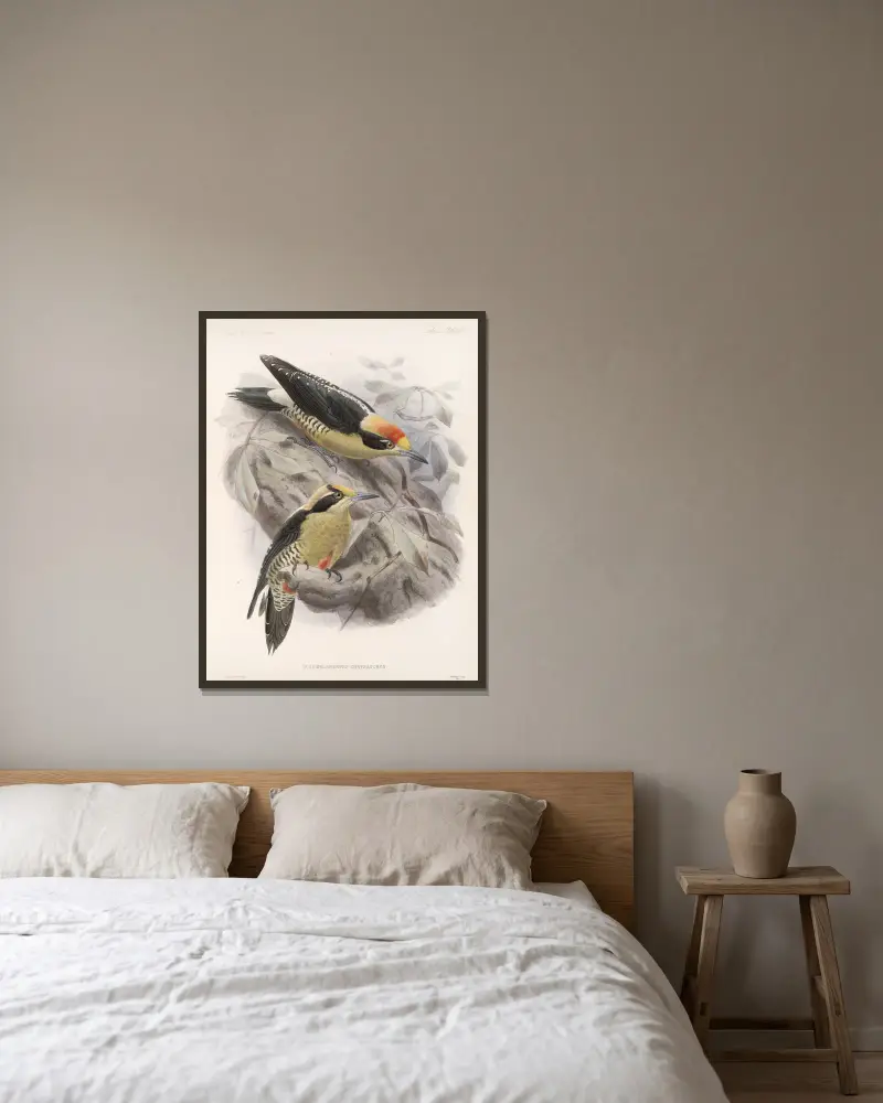 Aves Pl 65 von Frederick DuCane Godman gerahmt an einer Wand