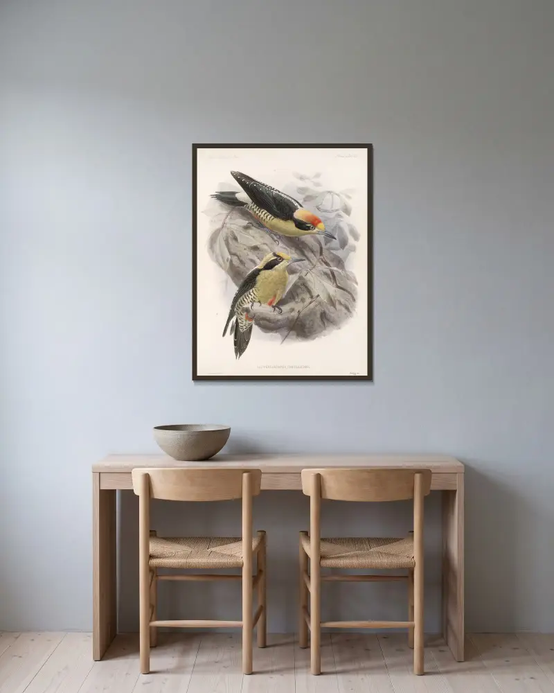 Aves Pl 65 von Frederick DuCane Godman gerahmt an einer Wand