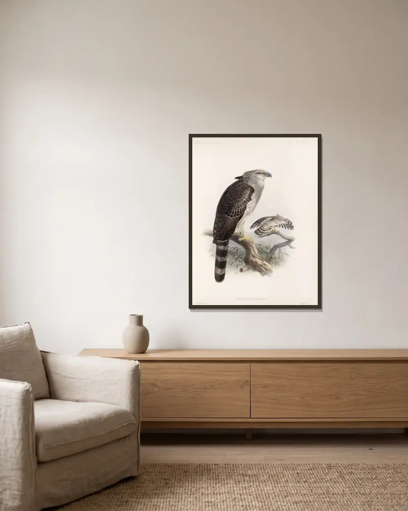 Aves Pl 68, Frederick DuCane Godman v rámu na stěně