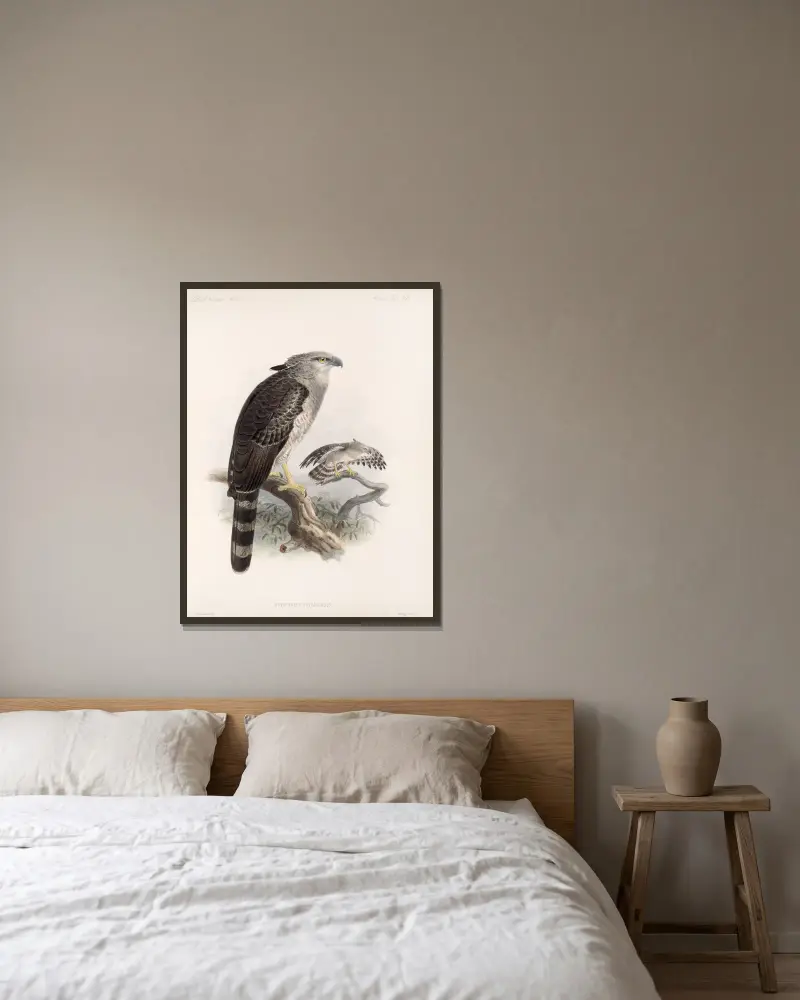 Aves Pl 68, Frederick DuCane Godman v rámu na stěně