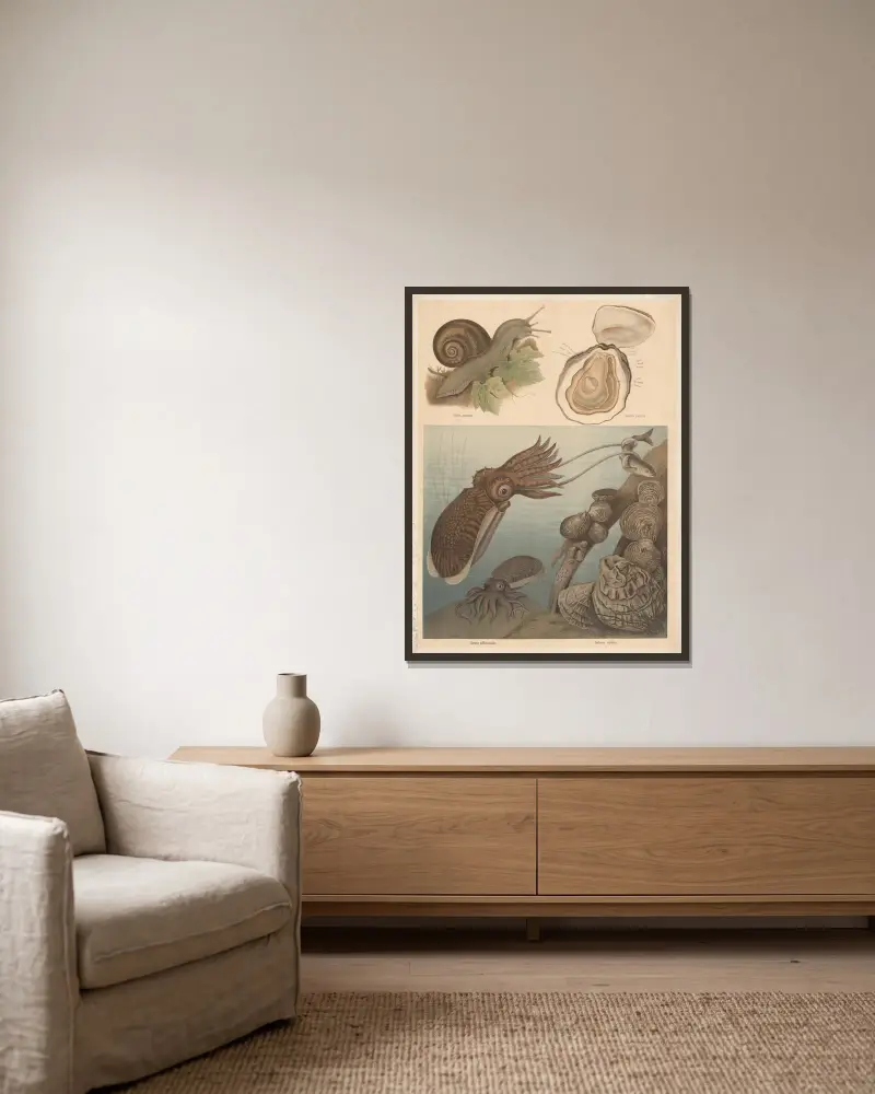 Squid, snail, and oyster av F. E. Wachsmuth inramad på en vägg