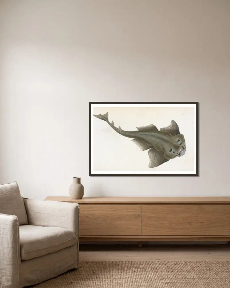 Angel shark, Squalus Squatina av Edward Donovan inramad på en vägg