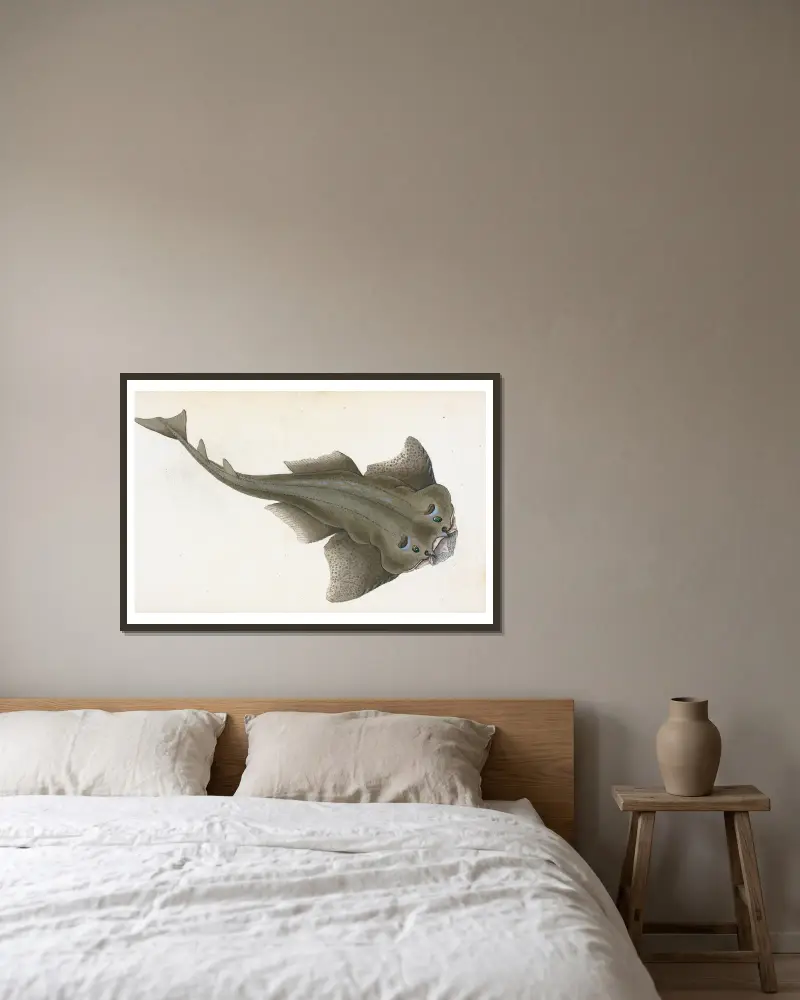 Angel shark, Squalus Squatina av Edward Donovan inramad på en vägg