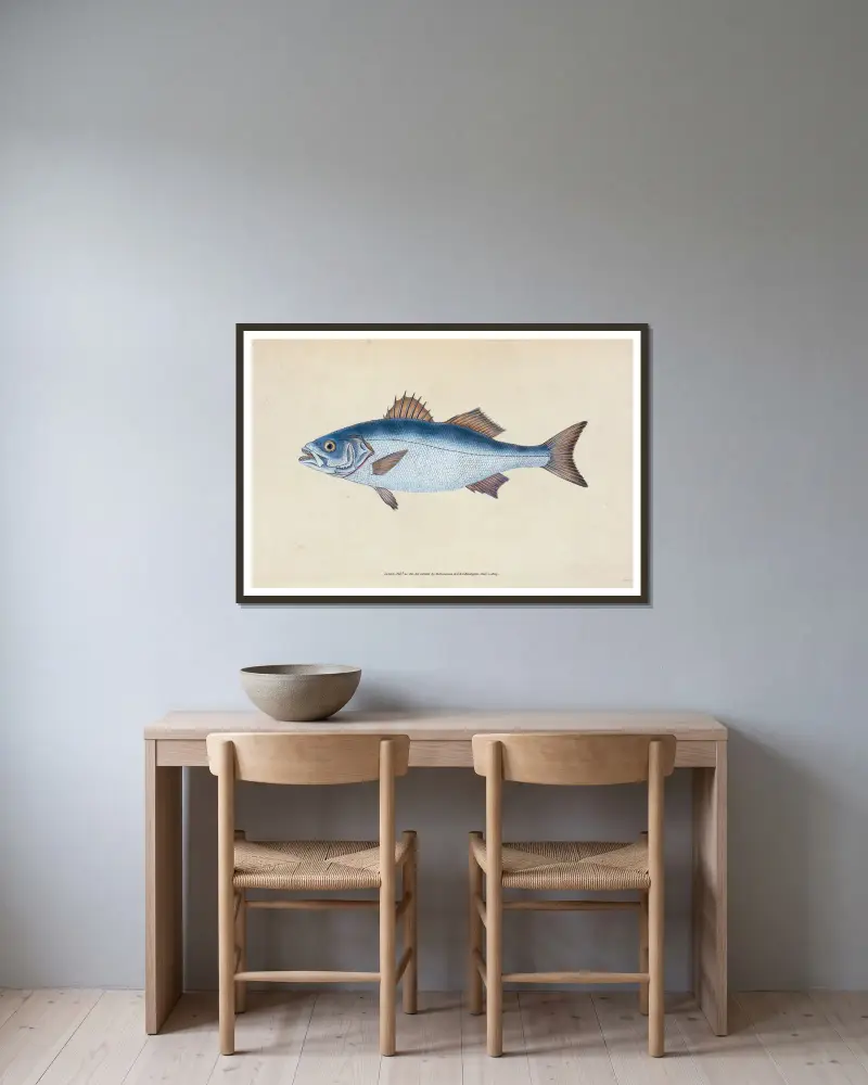 Basse, Perca labrax von Edward Donovan gerahmt an einer Wand