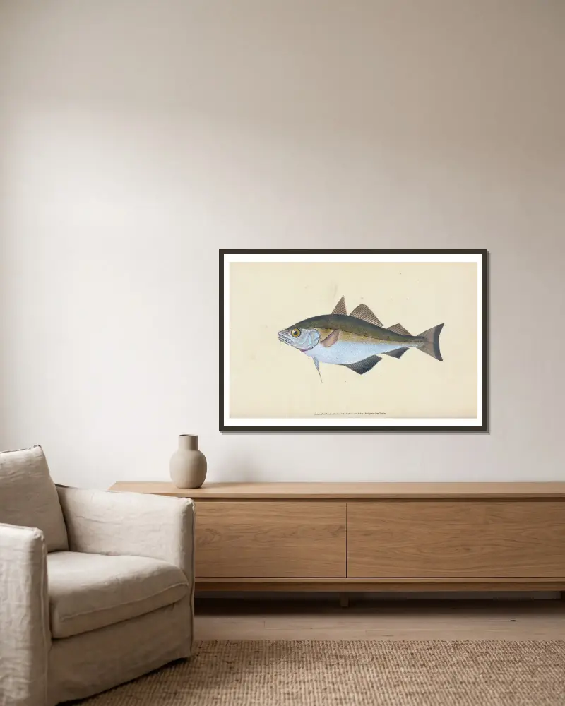Bib, Gadus Luscus von Edward Donovan gerahmt an einer Wand