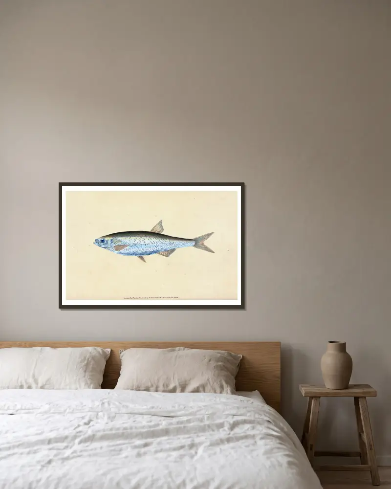 Bleak, Cyprinus Alburnus av Edward Donovan inramad på en vägg
