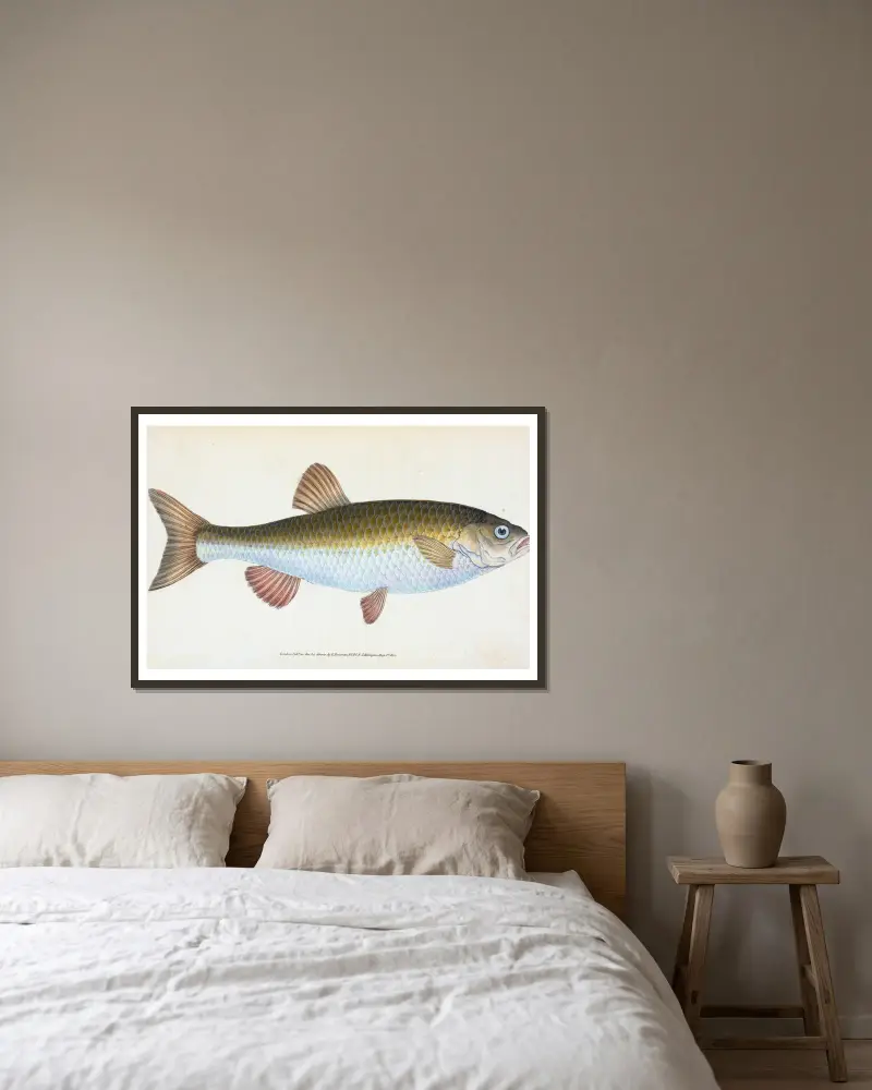 Chub, Cyprinus Jeses av Edward Donovan inramad på en vägg