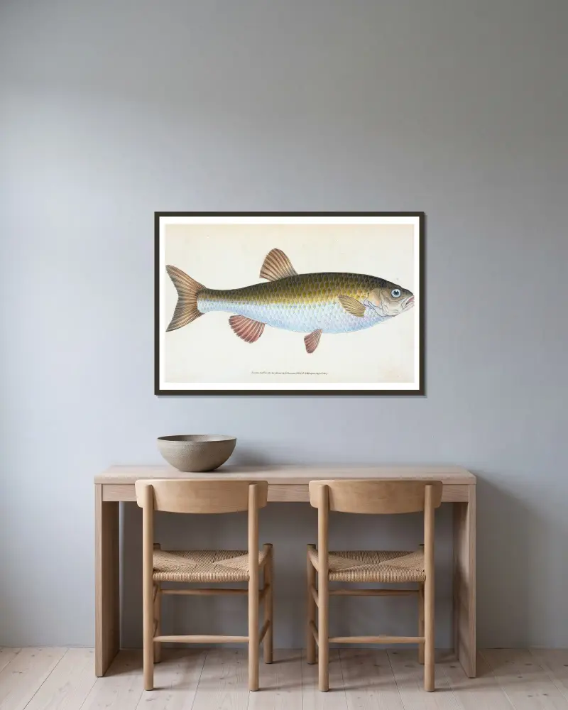 Chub, Cyprinus Jeses av Edward Donovan inramad på en vägg