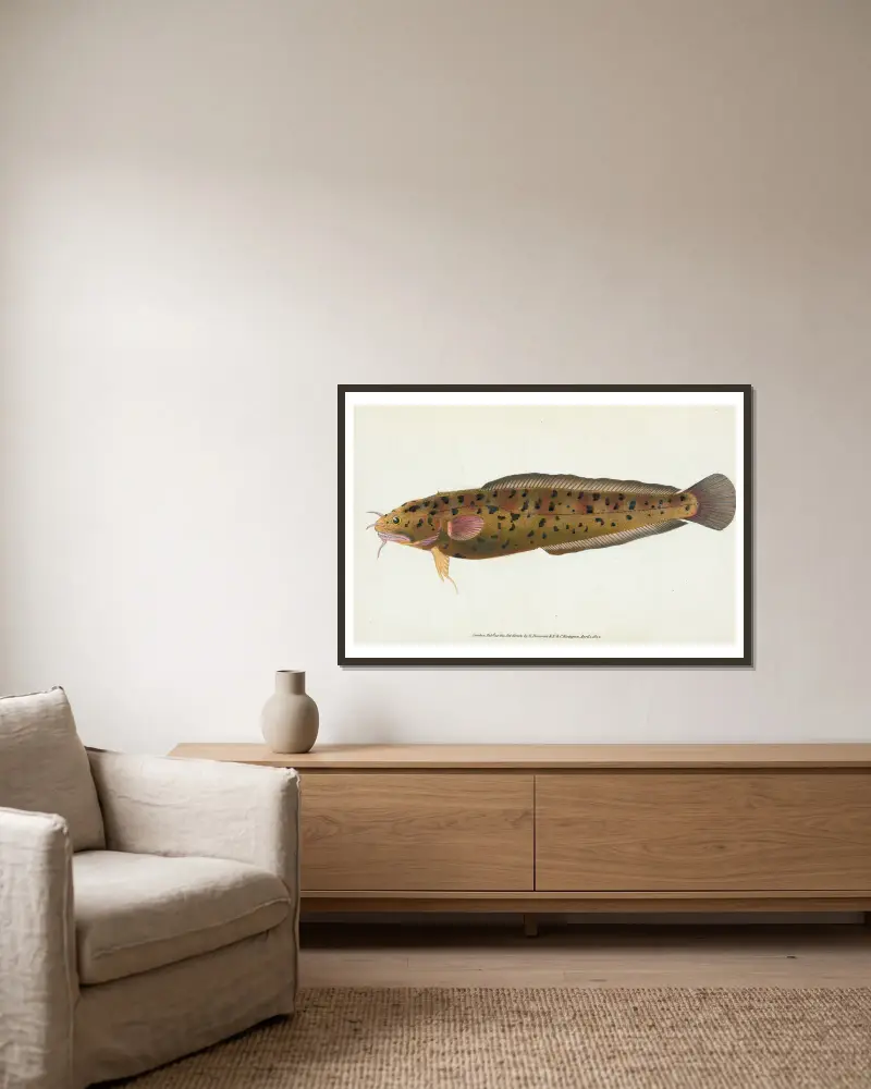 Cod, three-bearded, Gadus Tricirratus av Edward Donovan inramad på en vägg